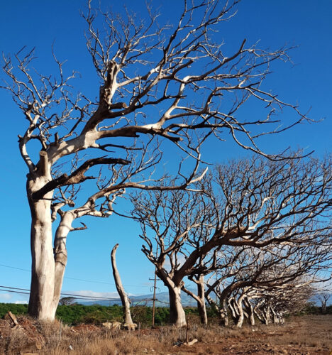 Send your best photos from Maui County to mauiphotos@mauinews.com for a chance to see them featured on our website and in our weekly print edition.